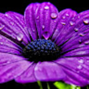 Meet your Posher, Cynthia